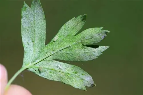 Hawthorn ሻጋታ