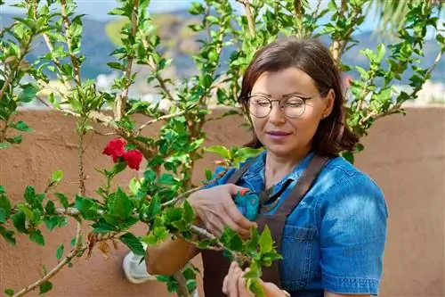 Hibisco: tenga cuidado con el moho en las plantas jóvenes