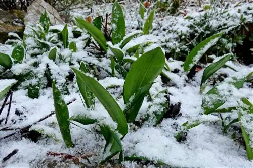 sensibilidad del ajo silvestre a las heladas