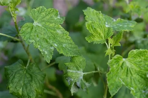 currant powdery mildew