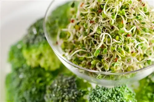 Broccoli sprouts kuvuta