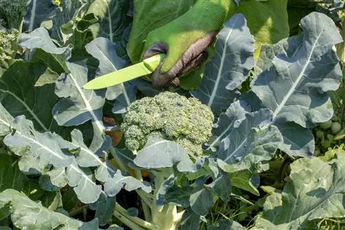 recrește broccoli