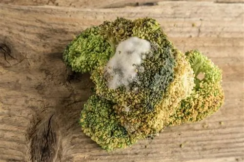 Muffa sui broccoli: non solo poco appetitosa