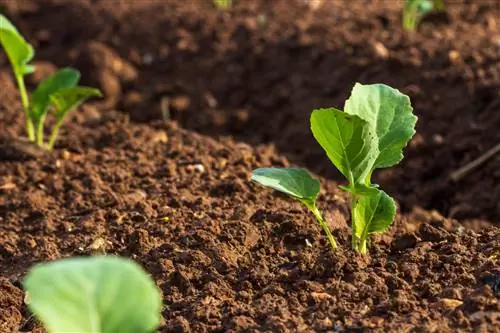 Pianta i broccoli in modo precoce e redditizio