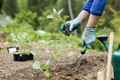 Uprednostňujte brokolicu - ako správne funguje