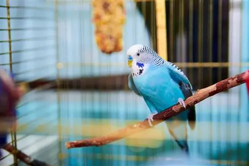 บรอกโคลี Budgie