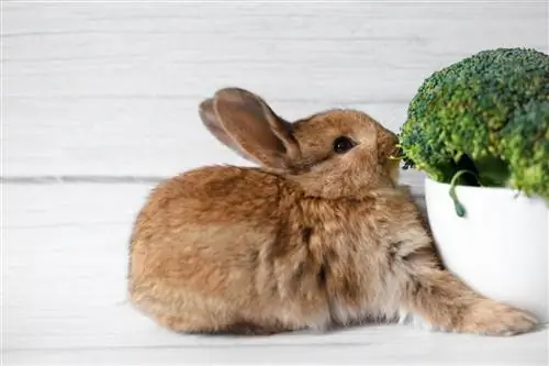 ¿Pueden las liebres y los conejos comer brócoli?