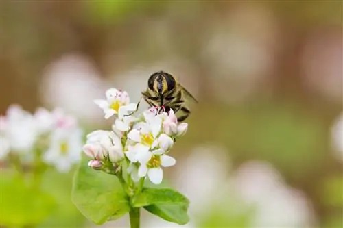 Fajol per preservar la biodiversitat