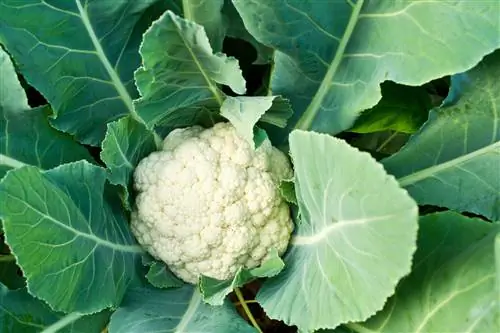 Loj hlob lub caij ntuj no cauliflower