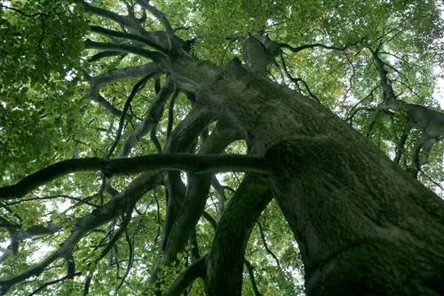 Pokok beech lama - tumbuhan yang berumur panjang