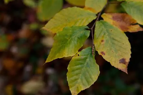 Feuilles brunes du hêtre commun