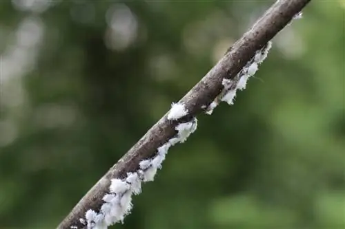 Permanenteng labanan ang mga mealybug sa mga puno ng beech