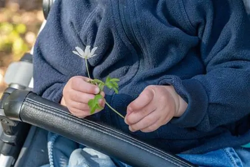 Ağaç anemonu - Gerçekten ne kadar zehirli?