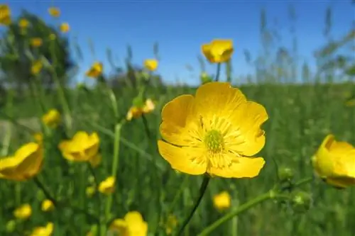 Sifat khas buttercup (buttercup)