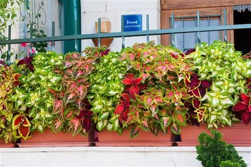 coleus balkonbak