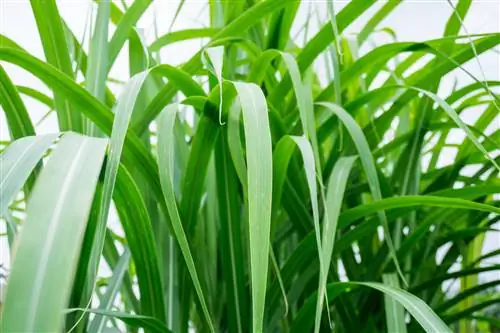 Miscanthus blomstrer ikke