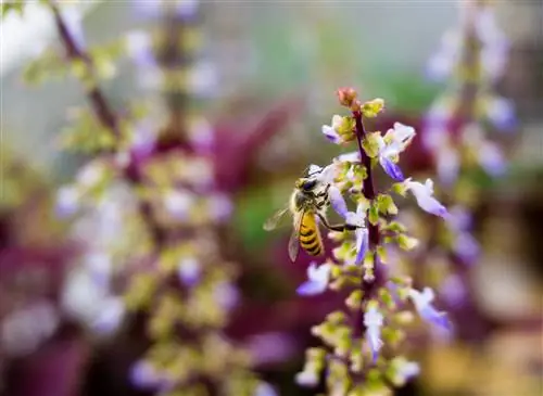 coleus және аралар достық