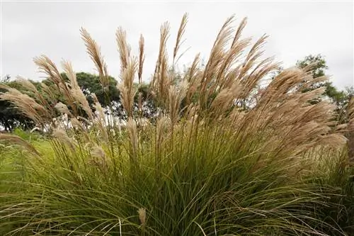 teelt van miscanthus