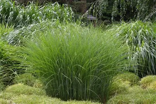 nagpapalaganap ng miscanthus