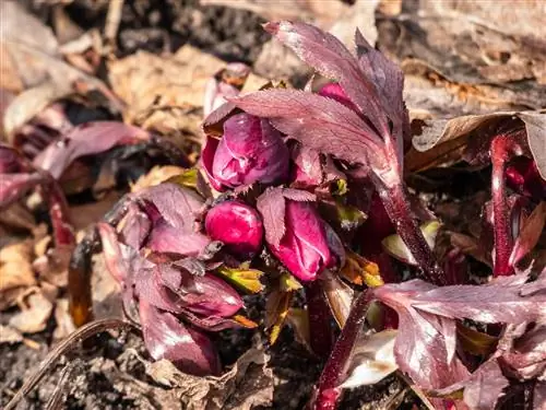 La rosa di Natale ha foglie marroni