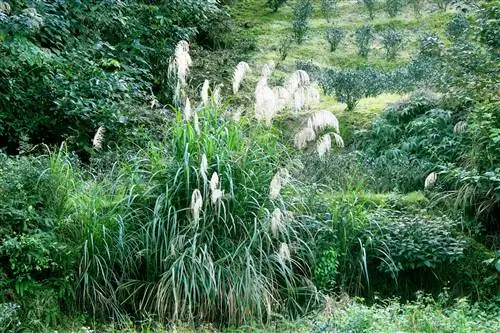 Miscanthus และน้ำขัง