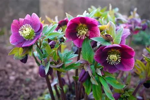 Les roses de Noël fleurissent en été