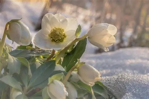 Christmas rose meaning