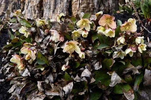 Christmas rose dries up