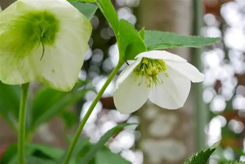 Talla la rosa de Nadal i les flors verdes