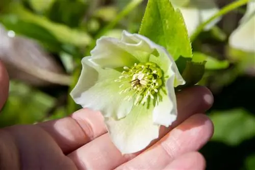 Taille d'une rose de Noël