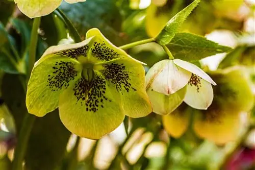 Las rosas navideñas te hacen colgar la cabeza