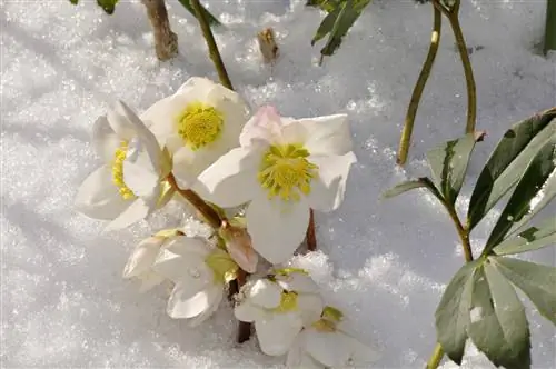 christmas-roses-in-the-snow