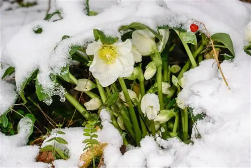 Dinidiligan ang Christmas roses kapag may hamog na nagyelo