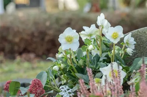 grave planting with Christmas roses