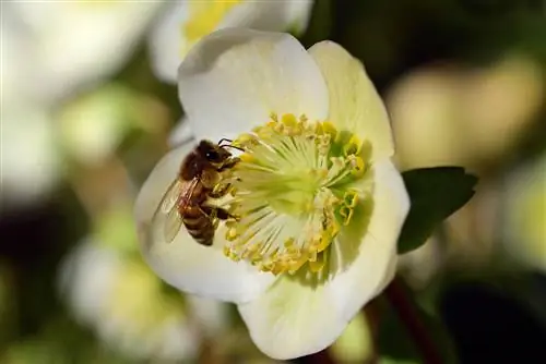 rose di Natale delle api