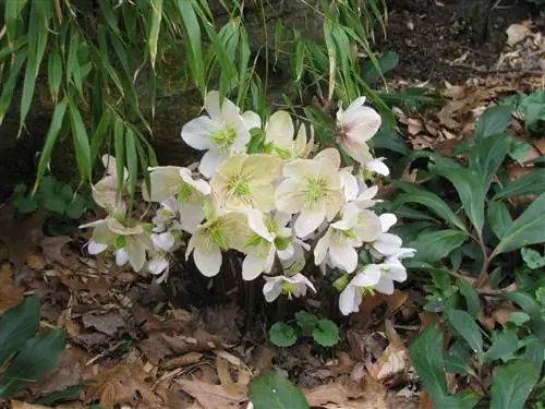 La rose de Noël a la pourriture de la tige