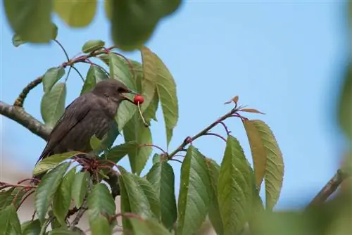 Estrella de la fascinación: ¿Qué hace que este pájaro sea tan especial?