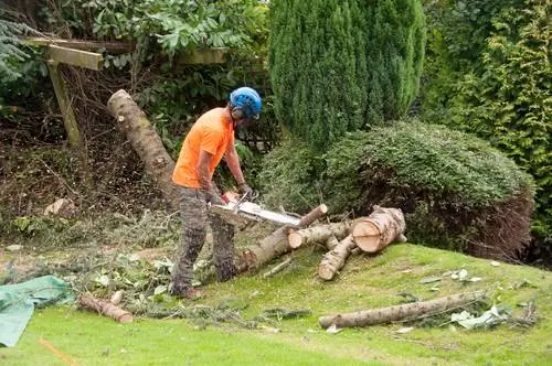 Approuver l’abattage d’arbres