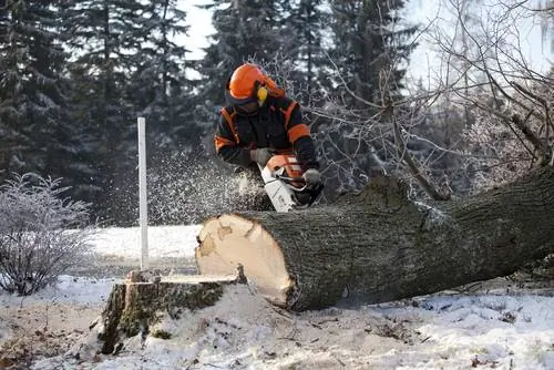 Permis d'abattage d'arbres