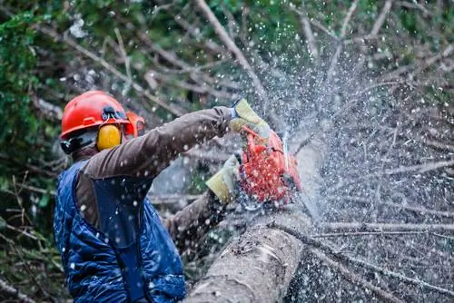 Abattage d'arbres obligatoire