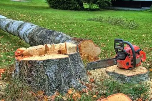 Talar un árbol: costes y factores importantes de un vistazo