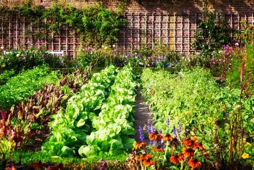 een moestuin aanleggen