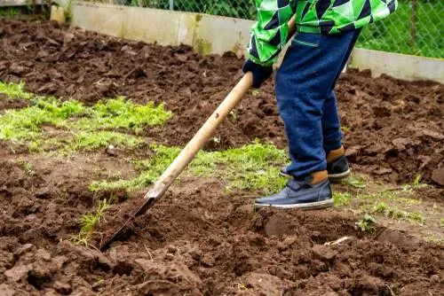 buat kebun sayur