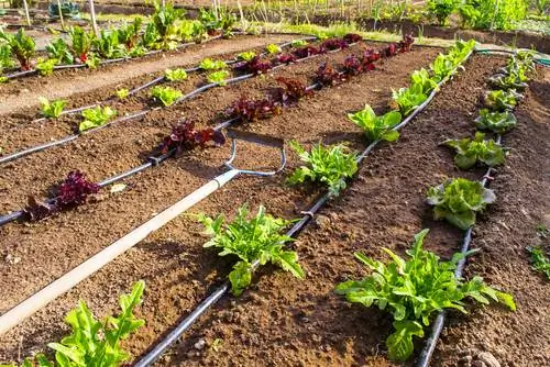 create a vegetable garden