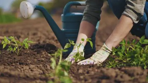 create a vegetable garden