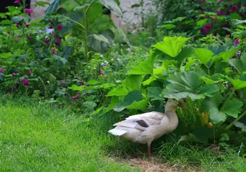 bustani ya permaculture