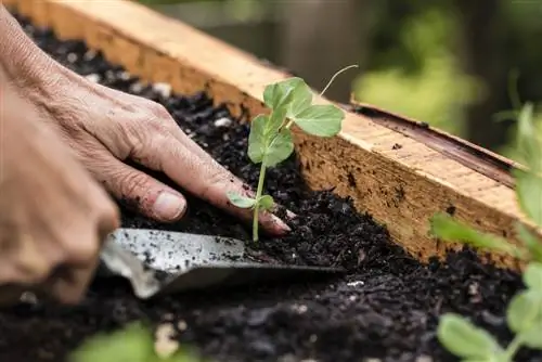 Cree un lecho elevado: cultivo de hortalizas exitoso durante todo el año