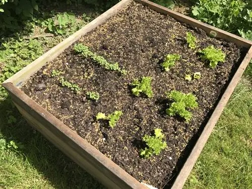 Plantar canteros elevados: consejos para verduras, hierbas y flores