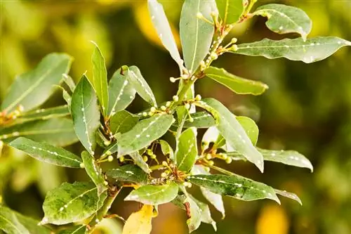 Recognize diseases on the laurel and treat them correctly