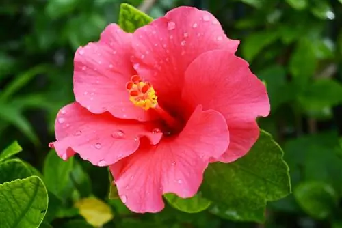 champignon de la tache des feuilles d'hibiscus